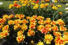DSCF0694.webp