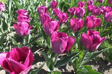 DSCF0698.webp