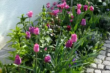 DSCF2671.webp