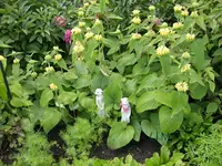 Phlomis Russeliana.webp