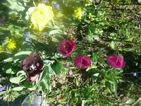 k-P1080756.webp