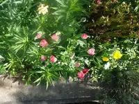 k-P1080757.webp