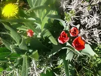 k-P1080760.webp