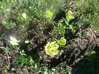 k-P1080762.webp
