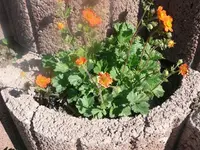 k-P1080766.webp