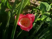 k-P1080771.webp