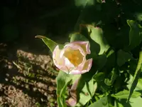 k-P1080772.webp