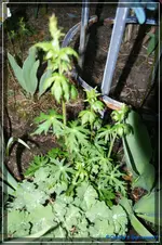 comp_DSC03196.webp