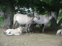 Konik-01.webp