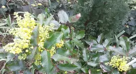 Blumen 014.webp