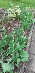 Blumen 007.webp