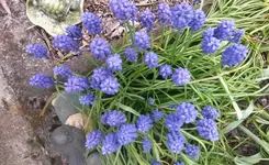 Blumen 002.webp