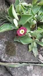 Blumen 003.webp