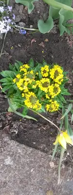 Blumen 004.webp