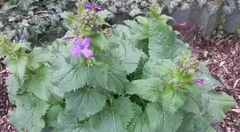 Blumen 006.webp
