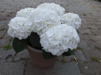 P1340109.webp
