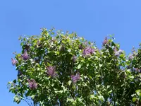 P1340201.webp