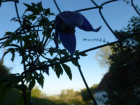 P1330970.webp