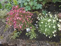 DSCN2203.webp
