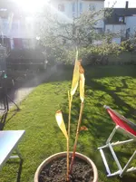 DSCN2216.webp