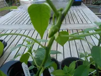 DSCN2200.webp