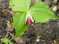 DSCN7611.webp