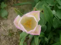 k-P1080778.webp