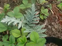 k-P1080779.webp