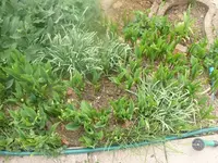 k-P1080782.webp