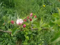 k-P1080783.webp
