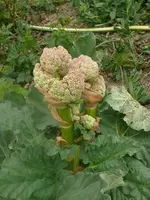 k-P1080788.webp
