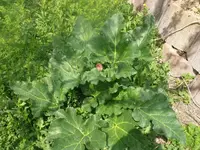 k-P1080790.webp