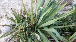 Yukka 01.webp