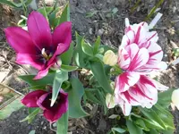 P1340141.webp