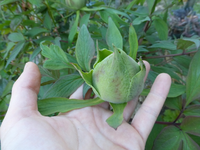 P1340010.webp