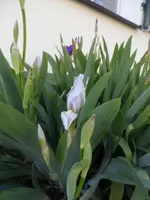 SAM_4901.webp
