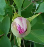 SAM_4898.webp