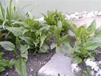 SAM_4897.webp
