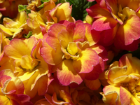 P1330331.webp
