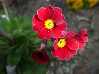 P1340081.webp