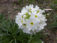 P1330466.webp