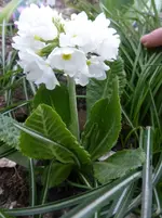 P1320417.webp