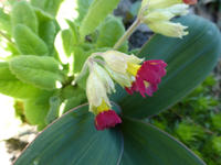 P1330336.webp