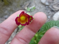 P1330129.webp