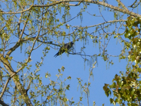P1330924.webp