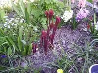 100_1711.webp