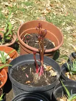 007_576x768.webp