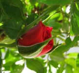 erste Rosenknospe 2015.webp