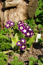 DSC_4315.webp