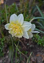 DSC_4277.webp